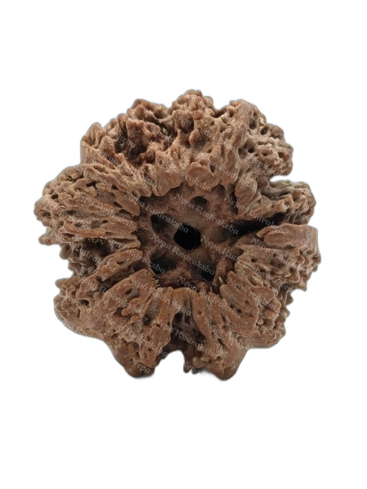 Nirakar (0) Mukhi Round (Regular - 7701)