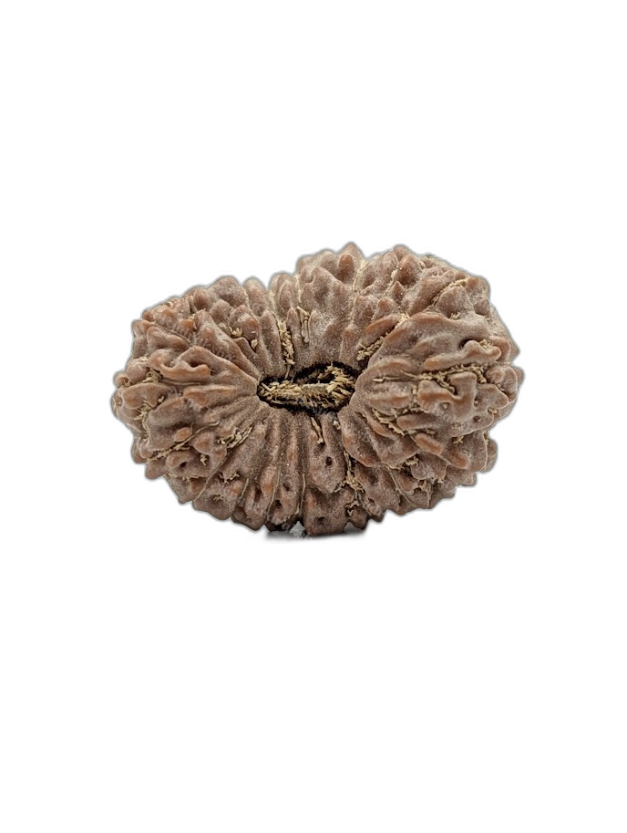 18 Mukhi Indonesian (Collector - 10307)