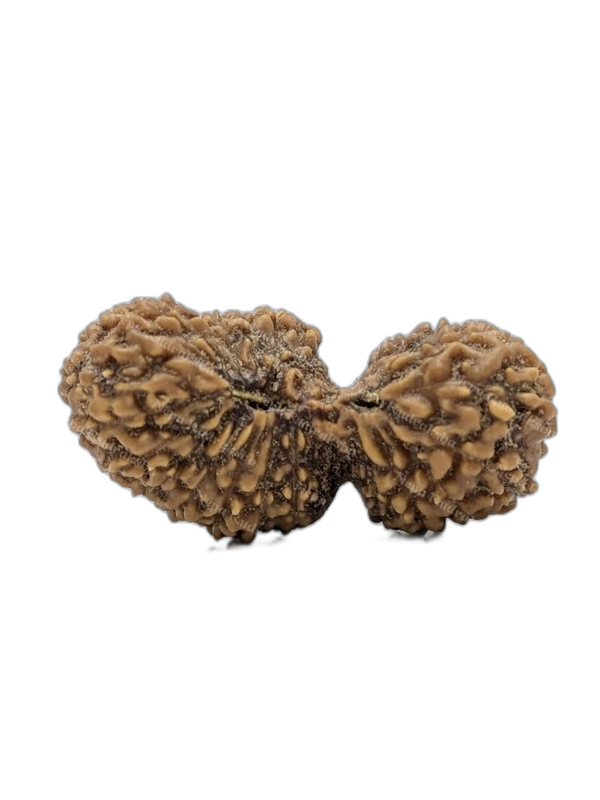 24 Mukhi Indonesian (Super Collector - 10692)