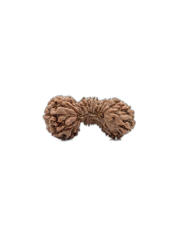 25 Mukhi Indonesian (Medium - 10312)