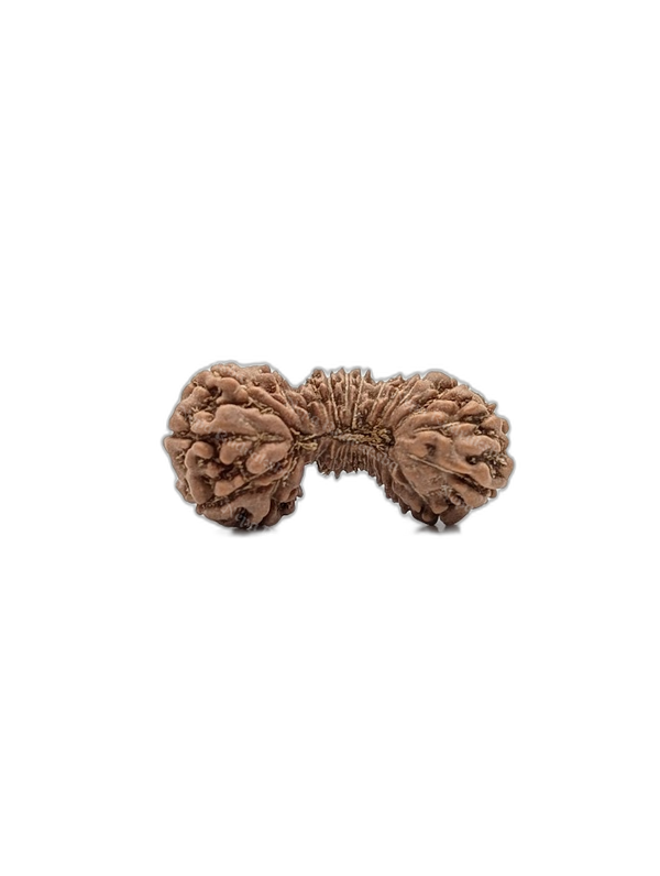 25 Mukhi Indonesian (Medium - 10312)