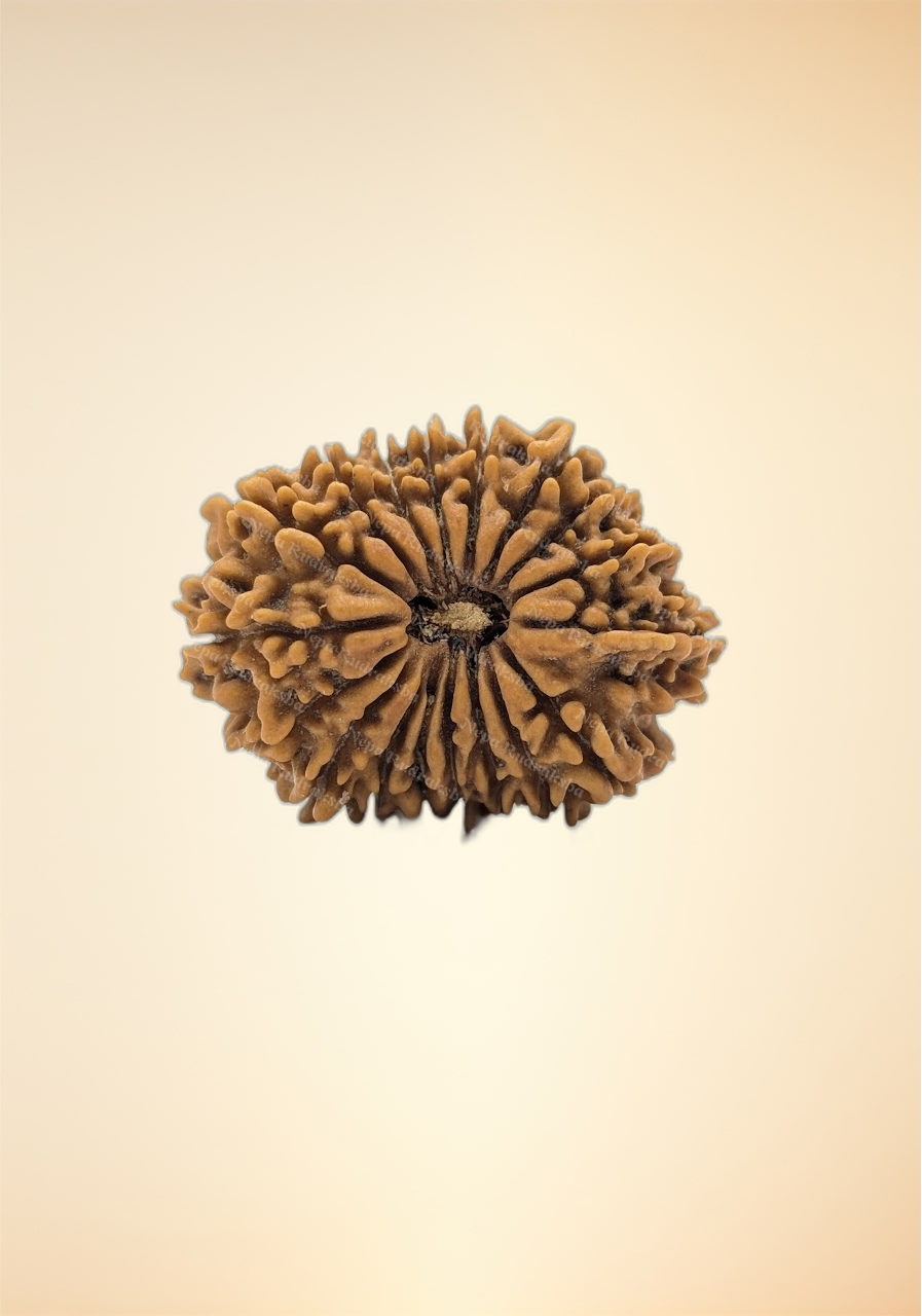 18 Mukhi (Collector - 11183)