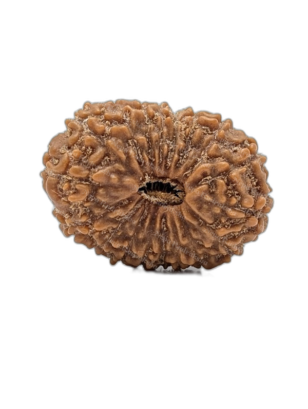 18 Mukhi Indonesian (Super Collector - 10663)