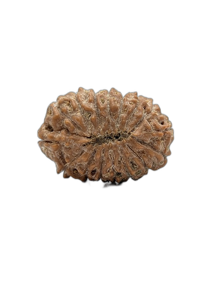 16 Mukhi Indonesian (back)