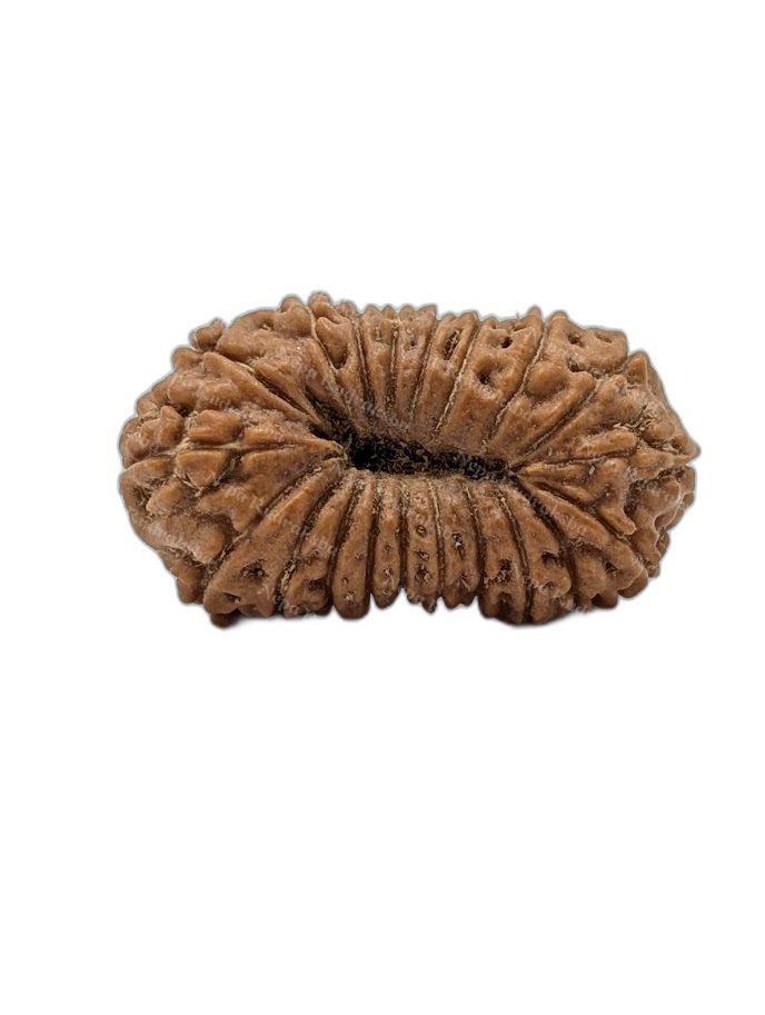 20 Mukhi Indonesian (back)
