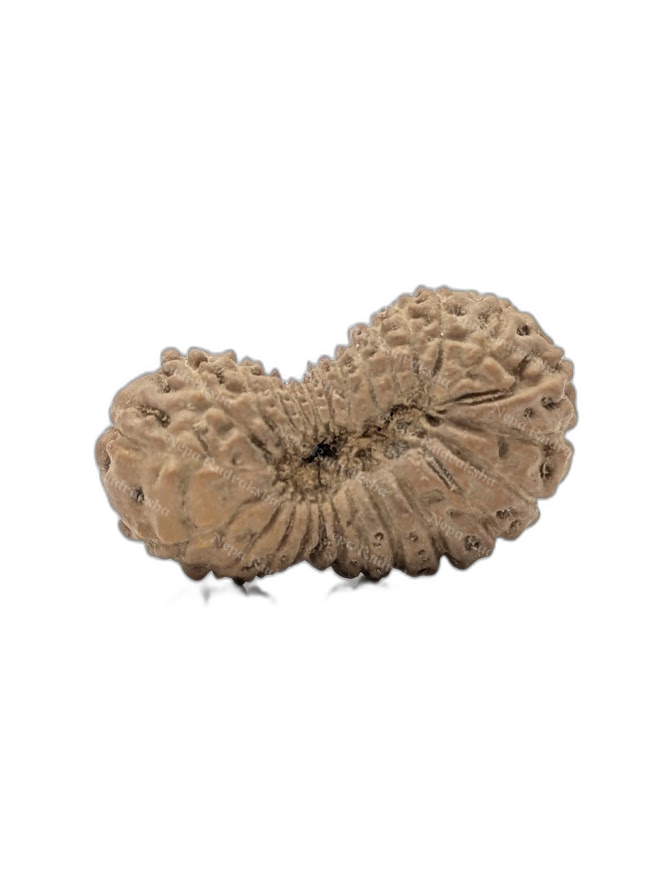 26 Mukhi Indonesian (back)