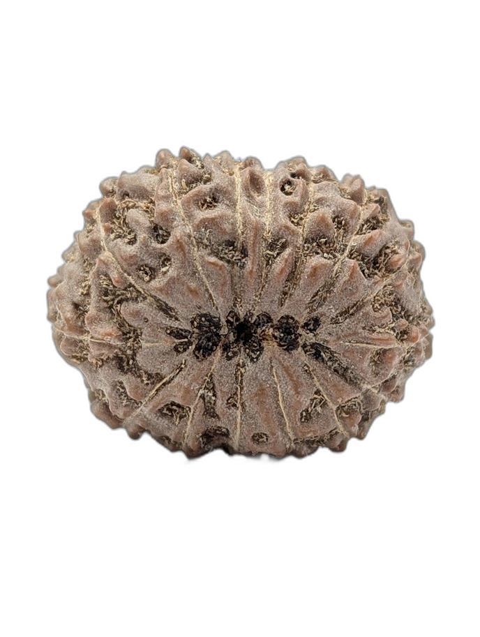 15 Mukhi Indonesian (back)