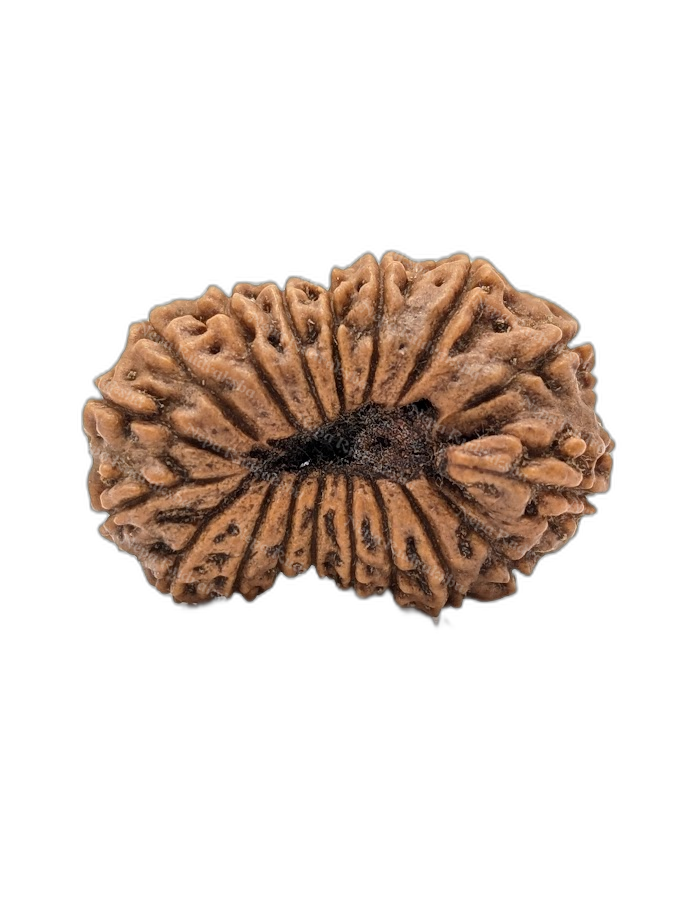 18 Mukhi Indonesian (back)