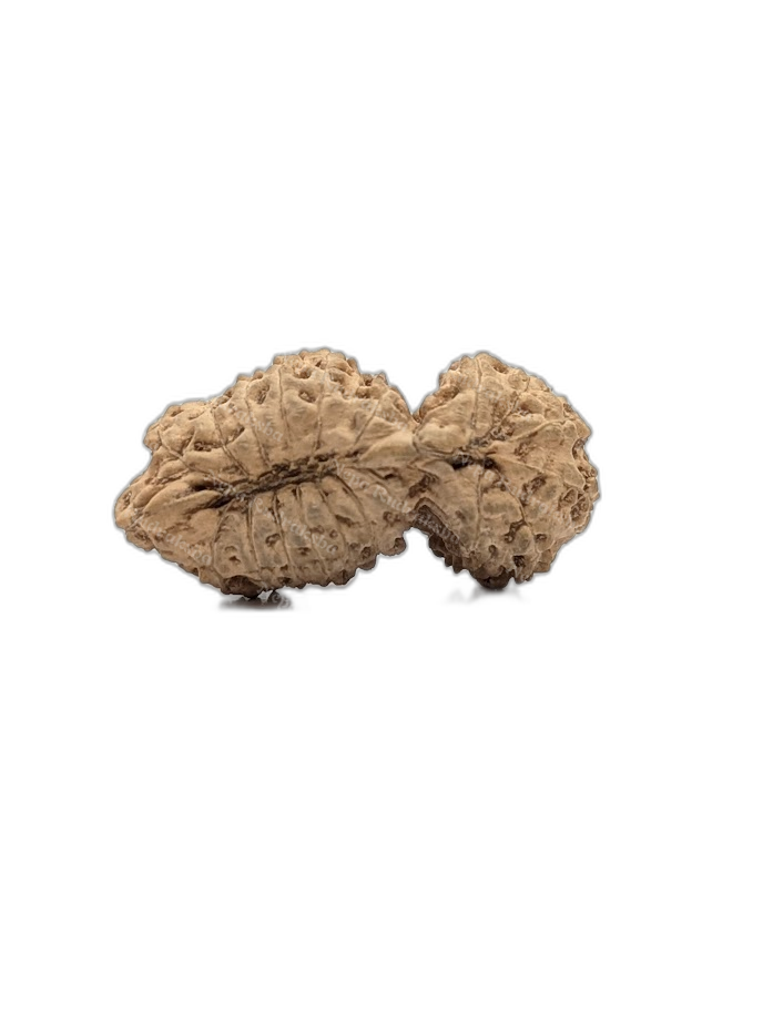 21 Mukhi Indonesian (back)