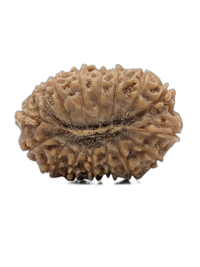 16 Mukhi Indonesian (back)
