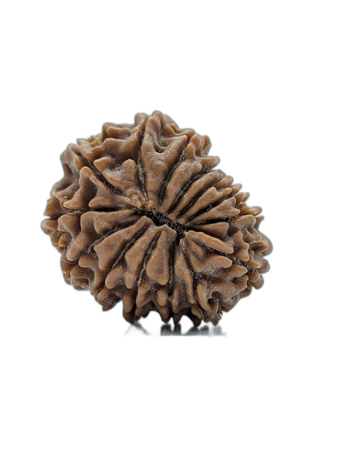 14 Mukhi (back)