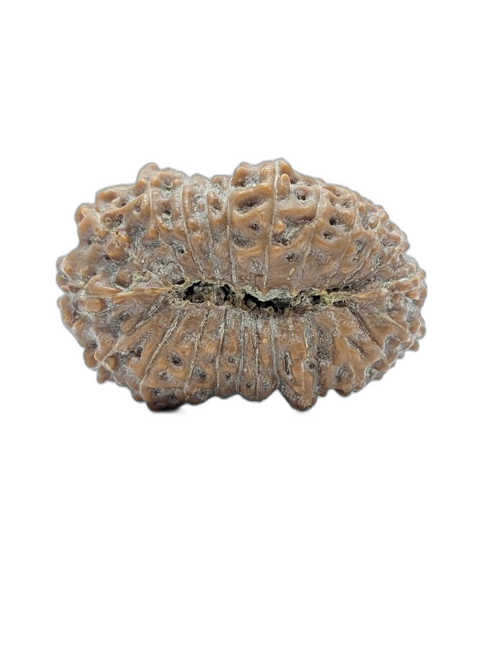 23 Mukhi Indonesian (back)