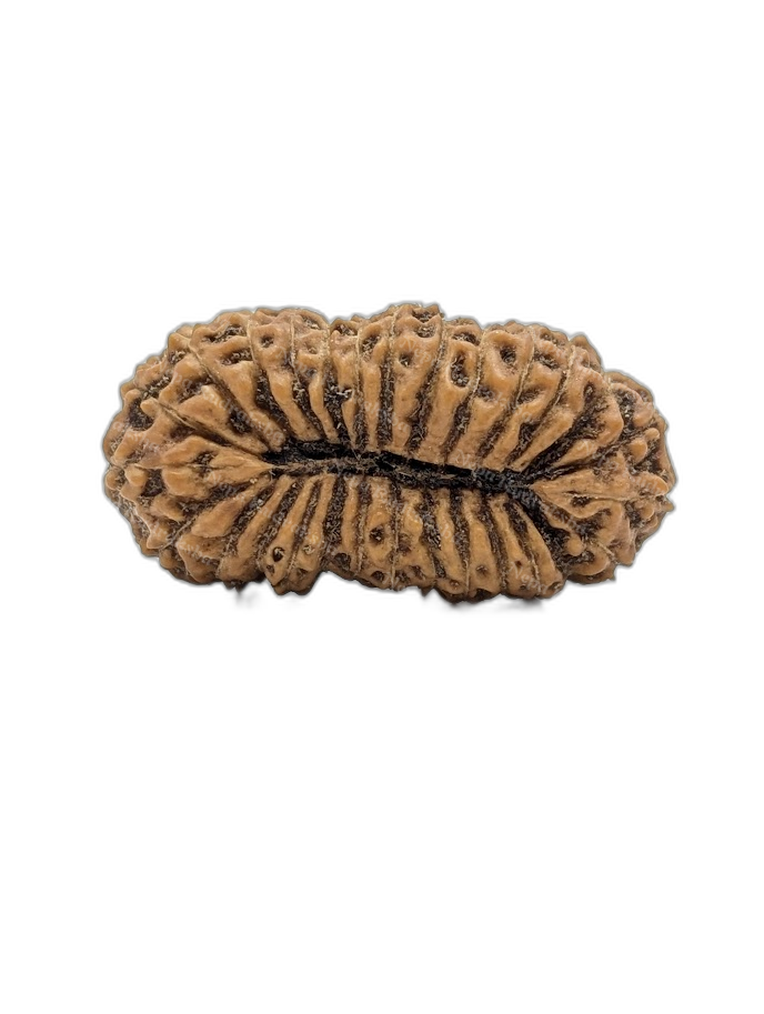 28 Mukhi Indonesian (back)