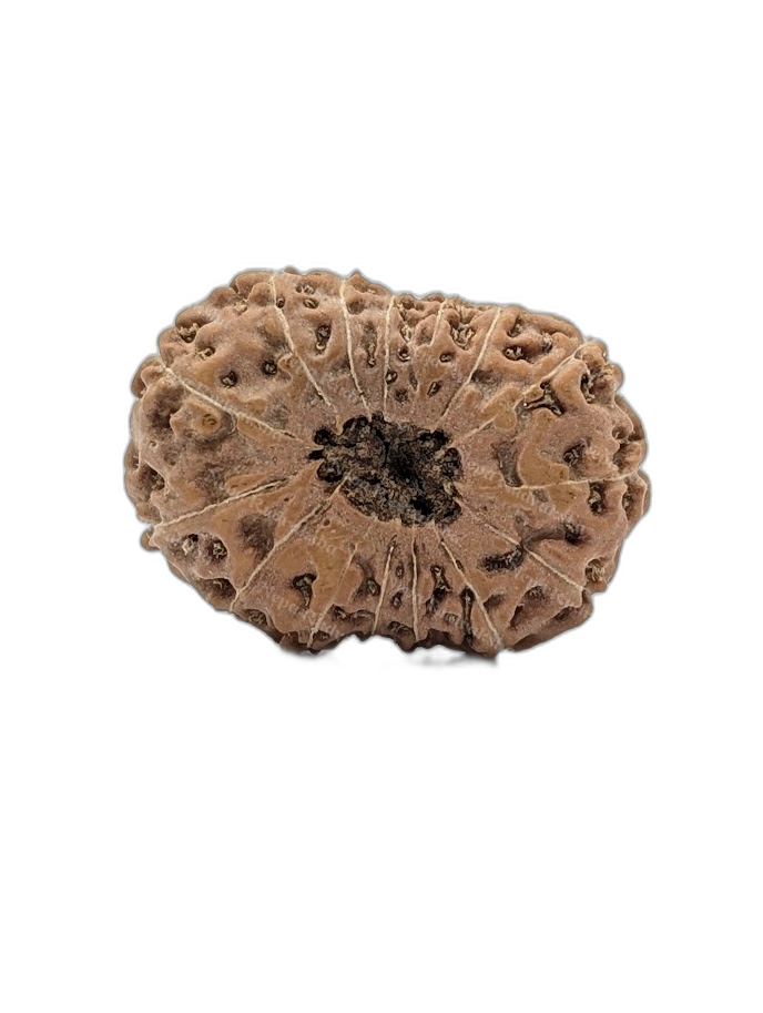 15 Mukhi Indonesian (back)