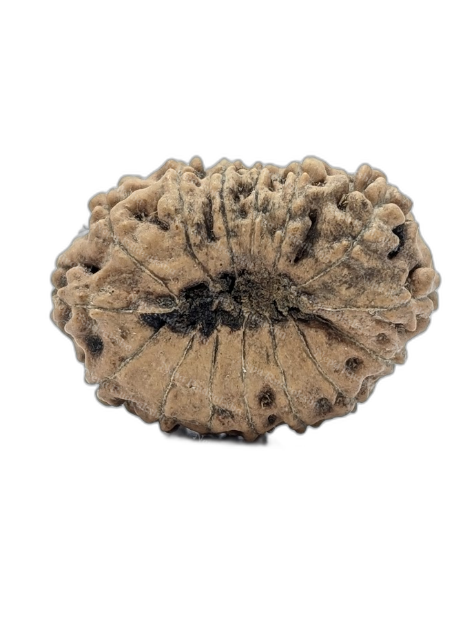 15 Mukhi Indonesian (back)