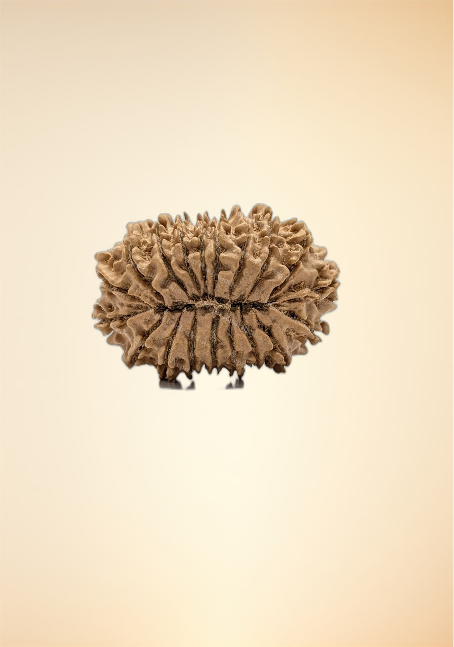 19 Mukhi (Super Collector - 11071)