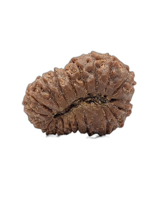 19 Mukhi Indonesian (back)
