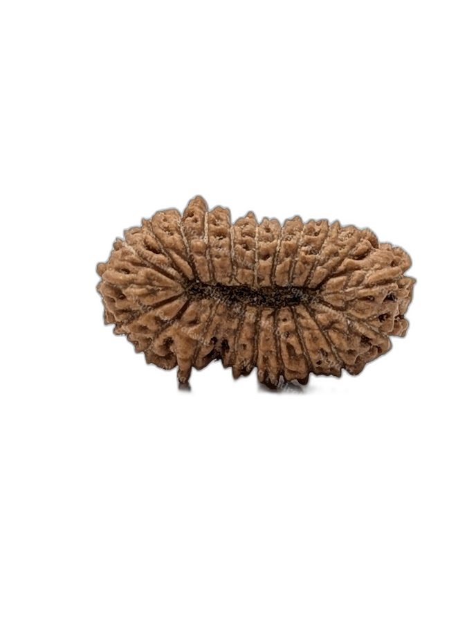 21 Mukhi Indonesian (back)