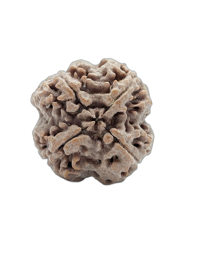 4 Mukhi (back)