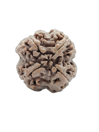 4 Mukhi (Super Collector - 13089)