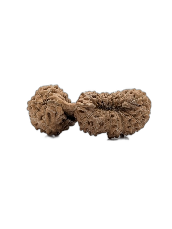 23 Mukhi Indonesian (back)