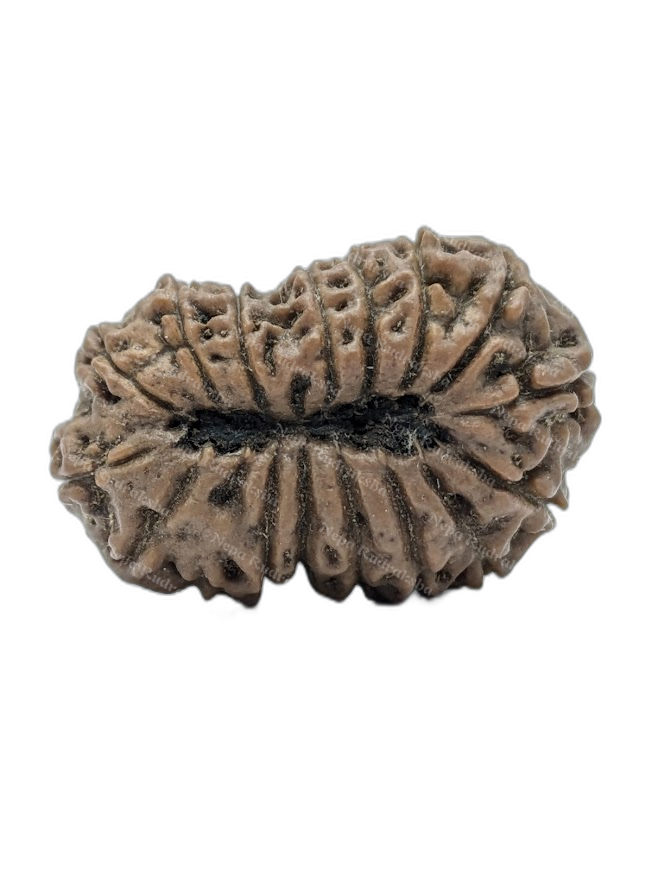 15 Mukhi Indonesian (back)
