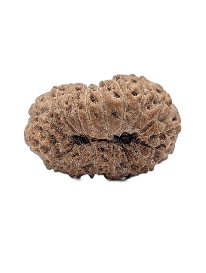 17 Mukhi Indonesian (back)