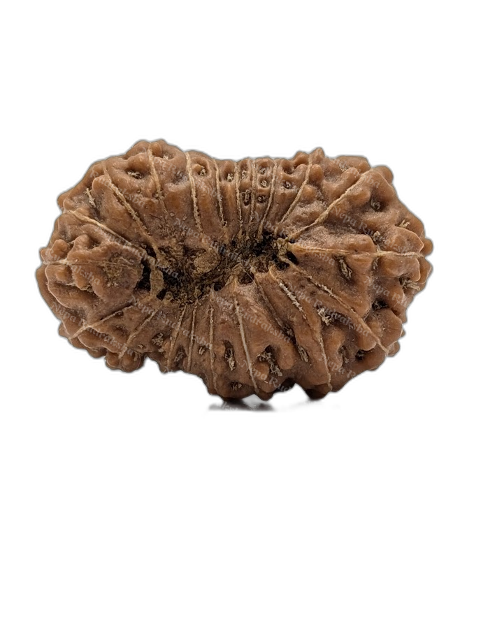 20 Mukhi Indonesian (back)