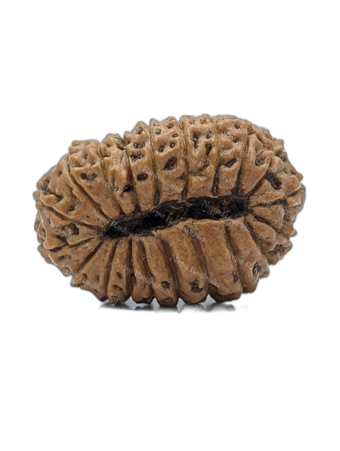 20 Mukhi Indonesian (back)