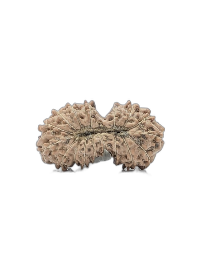17 Mukhi Indonesian (back)