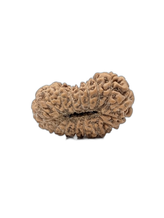 17 Mukhi Indonesian (back)
