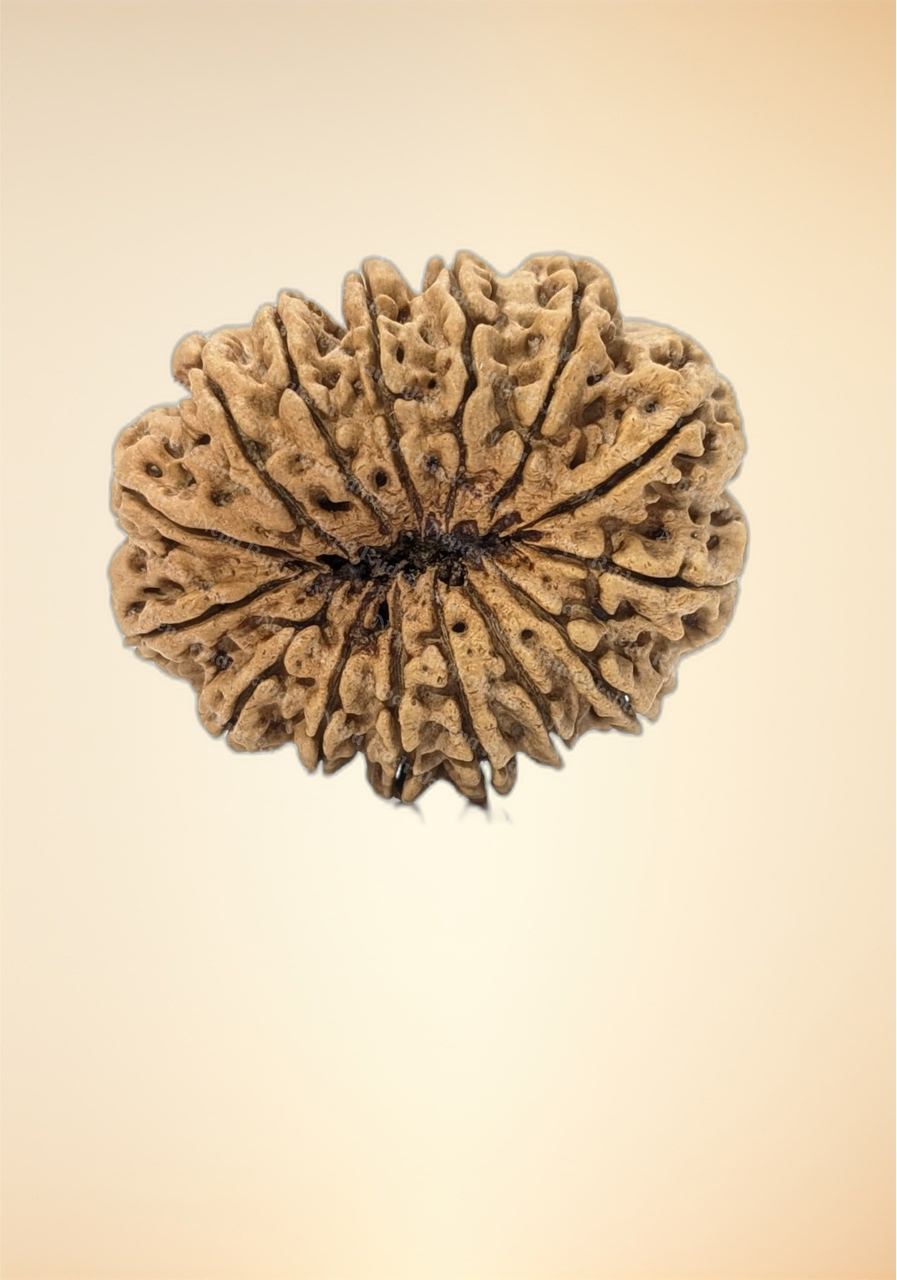 15 Mukhi (Super Collector - 7531)