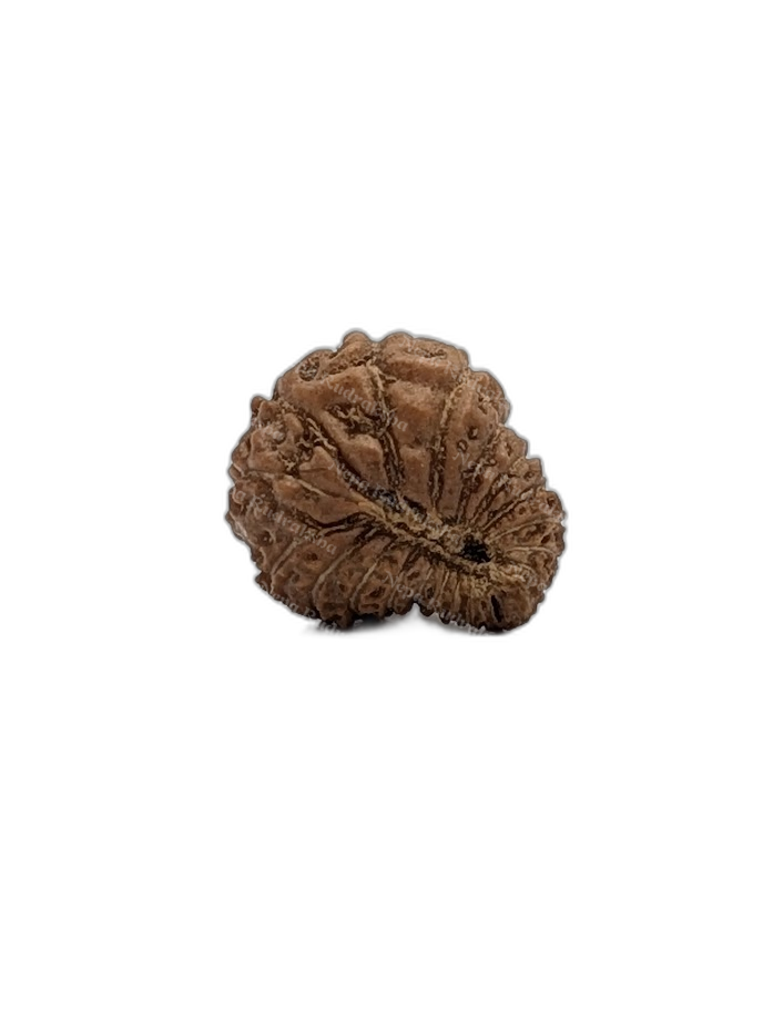 21 Mukhi Indonesian (back)