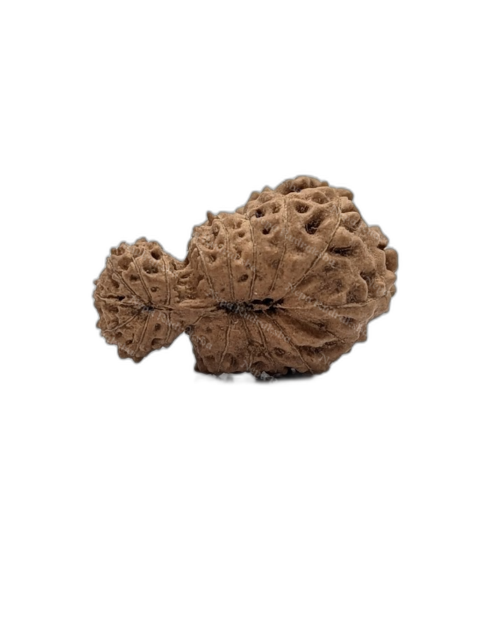 19 Mukhi Indonesian (back)