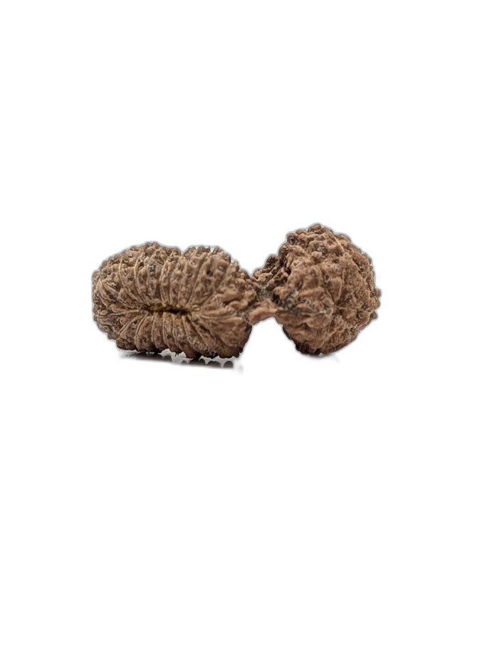 25 Mukhi Indonesian (back)