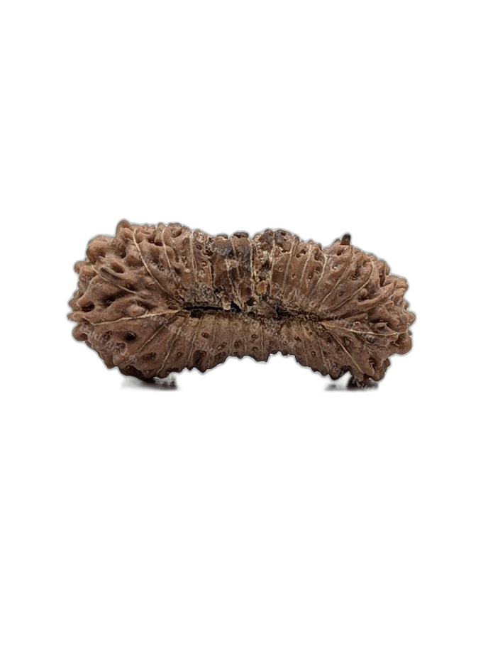 28 Mukhi Indonesian (back)