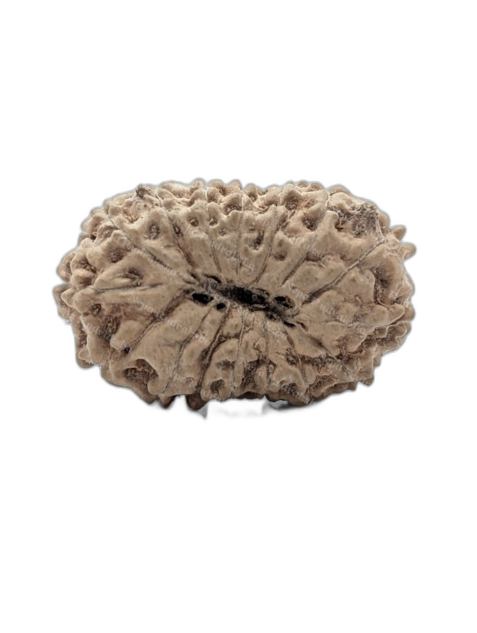 16 Mukhi Indonesian (back)