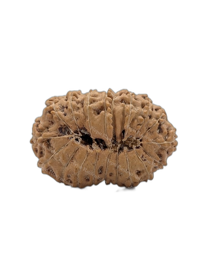 18 Mukhi Indonesian (back)