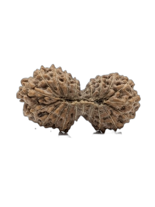 20 Mukhi Indonesian (back)