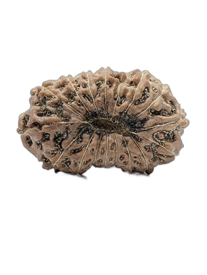 17 Mukhi Indonesian (back)