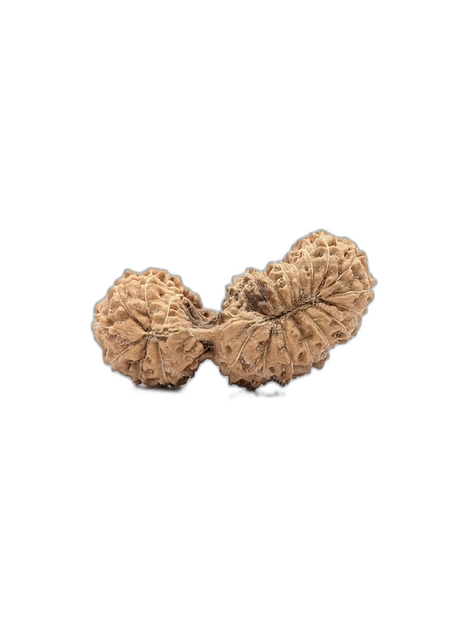 24 Mukhi Indonesian (back)