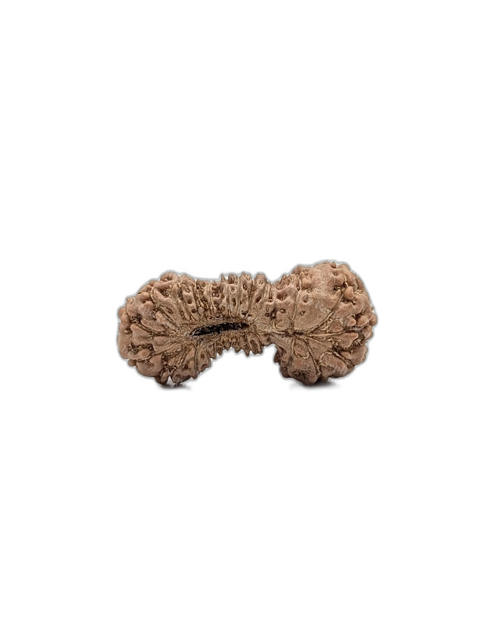 25 Mukhi Indonesian (back)
