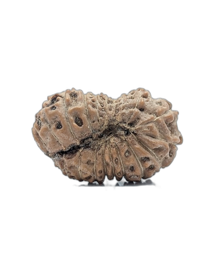27 Mukhi Indonesian (back)