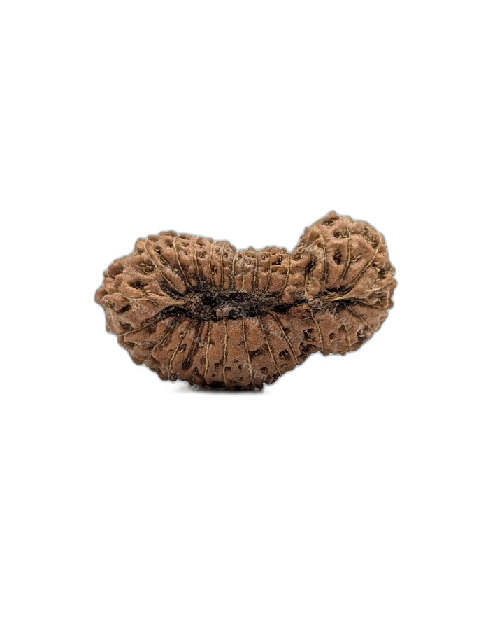 27 Mukhi Indonesian (back)
