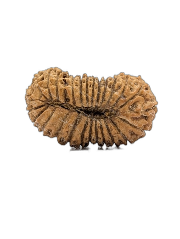 26 Mukhi Indonesian (back)