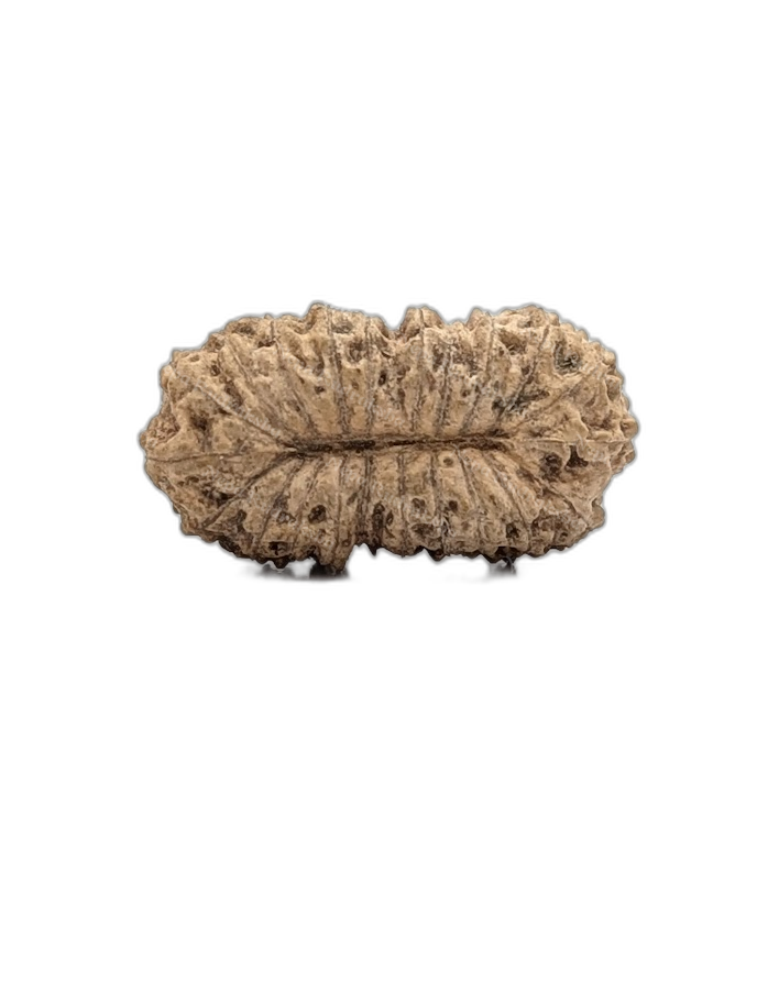 22 Mukhi Indonesian (back)