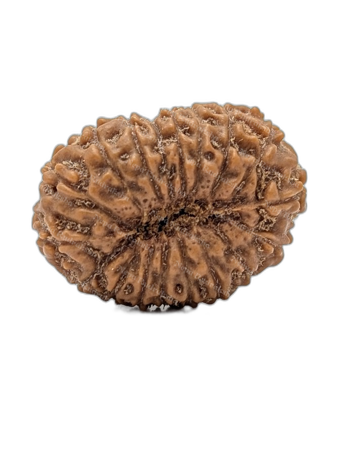 18 Mukhi Indonesian (back)