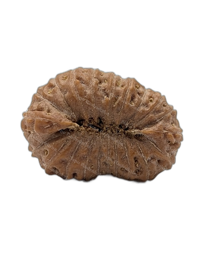 21 Mukhi Indonesian (back)