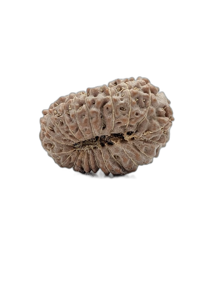 18 Mukhi Indonesian (back)
