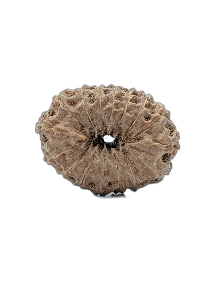 16 Mukhi Indonesian (back)